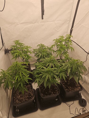 Growreport Bild 2