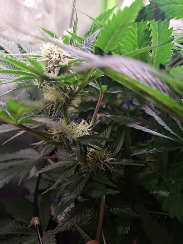 Growreport Bild 5