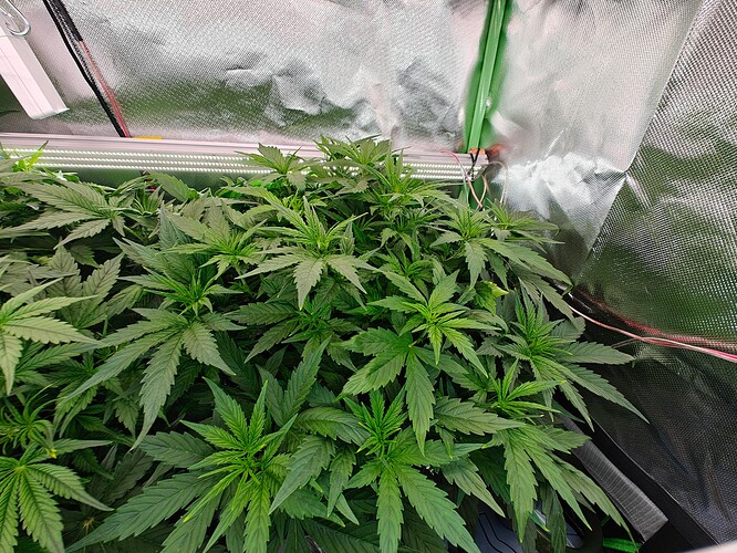 Growreport Bild 15