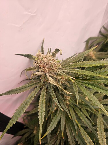 Growreport Bild 32