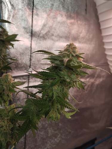 IMG_20250303_162738 - Kopie