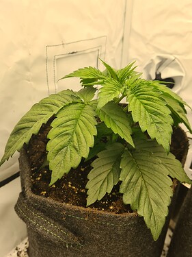 Growreport Bild 12