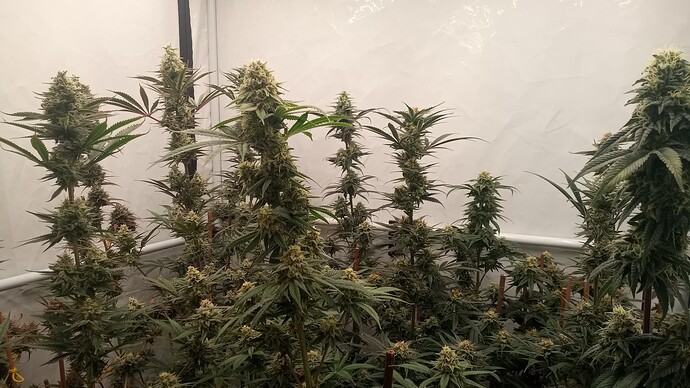 Mehrere Cannabis-Pflanzen in der späten Blütephase in einem Grow-Zelt.