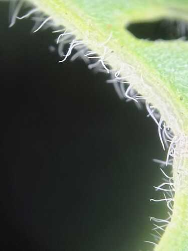 WhatsApp Bild 2025-05-22 um 08.27.43_f9d1dbbe