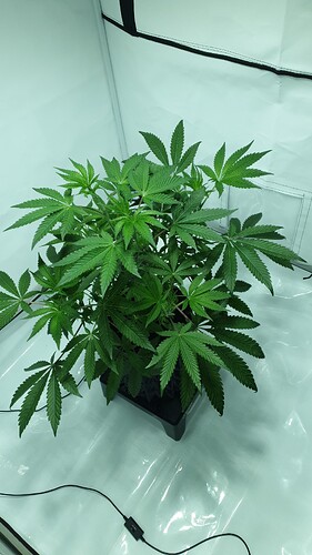 Growreport Bild 9