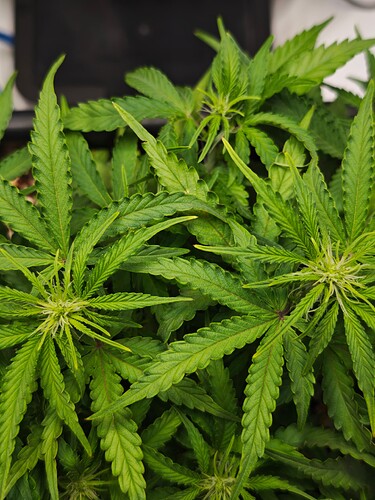 MVIMG_20251016_171257