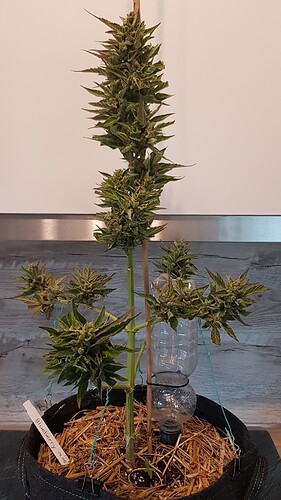 Growreport Bild 12