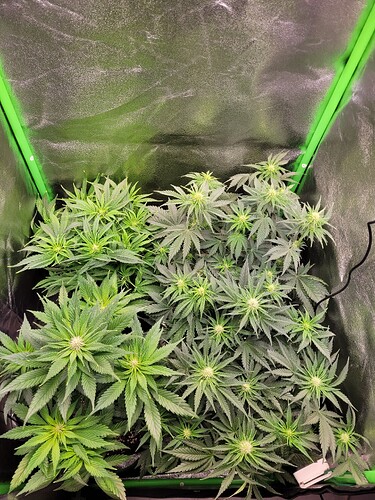Growreport Bild 6