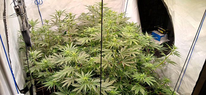 Growreport Bild 4