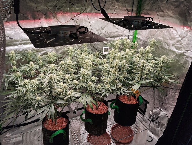 Growreport Bild 7