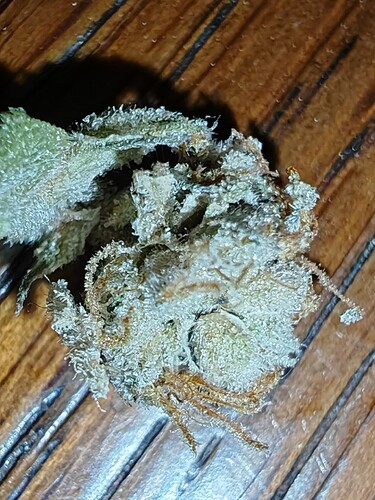 Growreport Bild 37