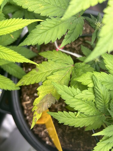 Growreport Bild 3
