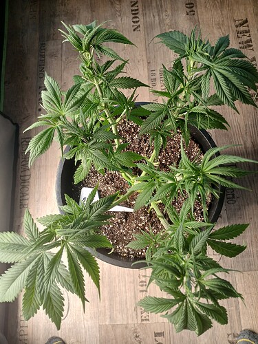 Growreport Bild 12