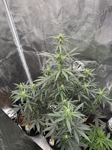 Growreport Bild 2