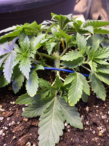 Growreport Bild 14