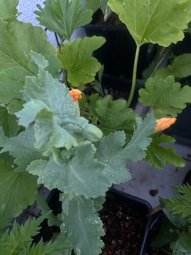 Growreport Bild 37
