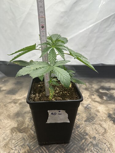 Growreport Bild 32