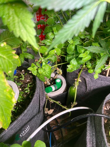 Growreport Bild 9