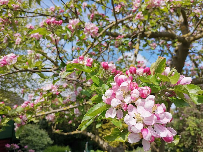 Garten (5)