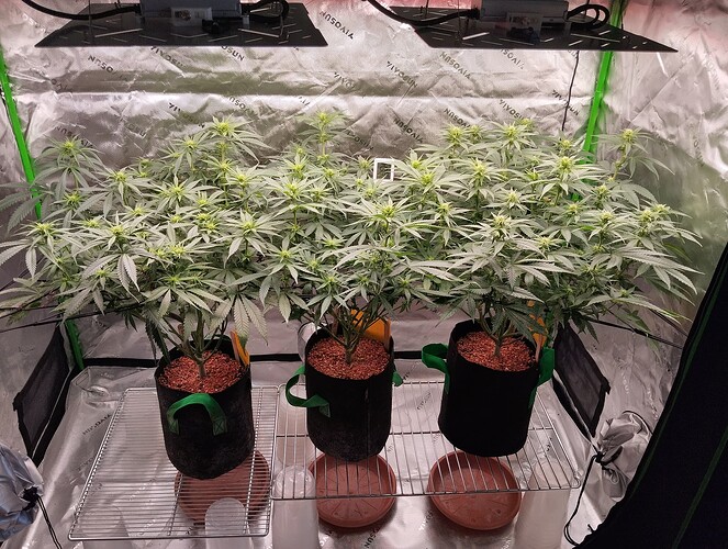 Growreport Bild 1
