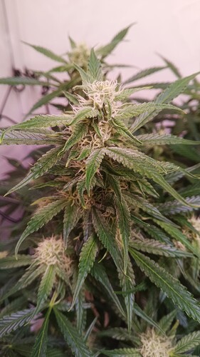 Growreport Bild 4