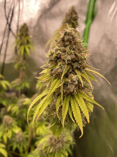 Growreport Bild 2