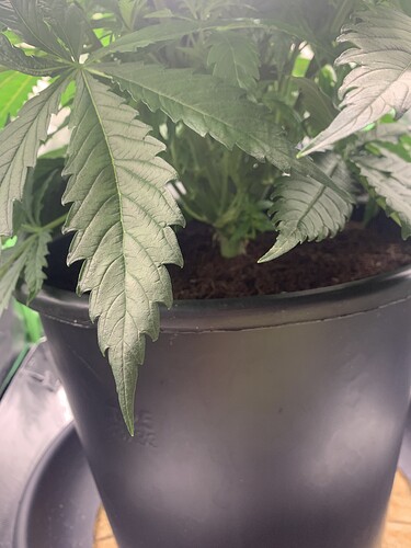 Growreport Bild 9