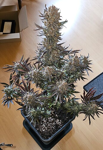 Growreport Bild 61
