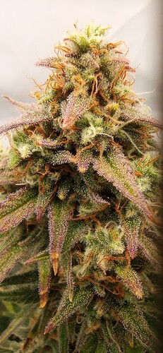 Growreport Bild 15