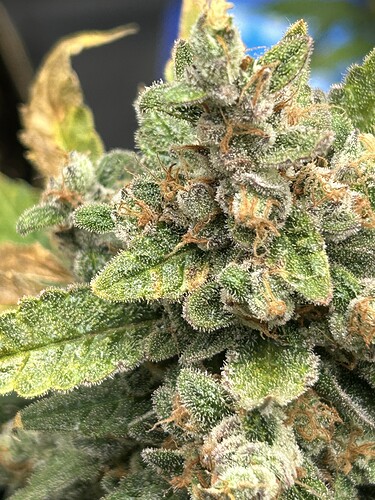 Growreport Bild 11