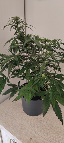 Growreport Bild 3