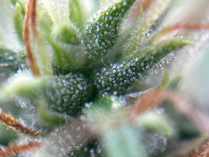 Growreport Bild 40