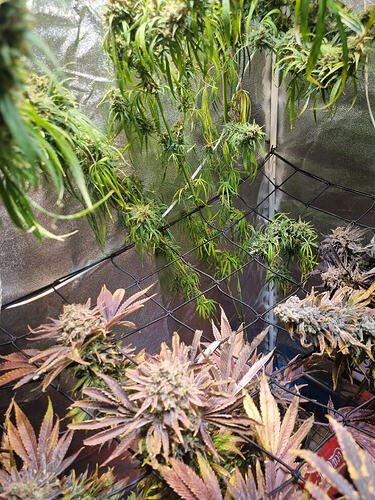 Mehrere Cannabis-Pflanzen in der Blütephase, einige mit violetten Blättern, hängen in einem Zelt.