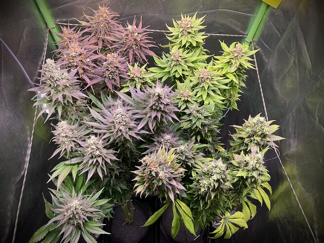 Growreport Bild 10