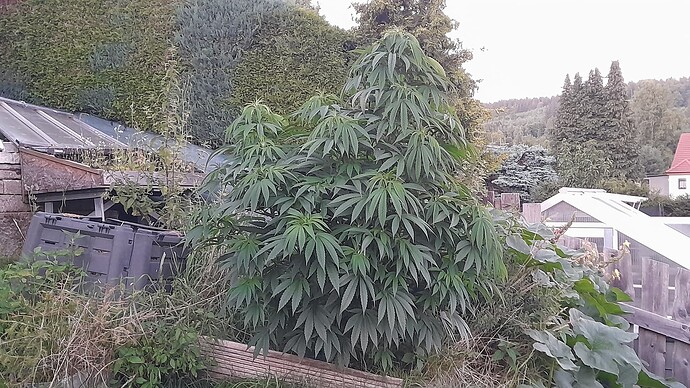Growreport Bild 2
