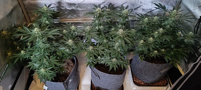 Growreport Bild 1
