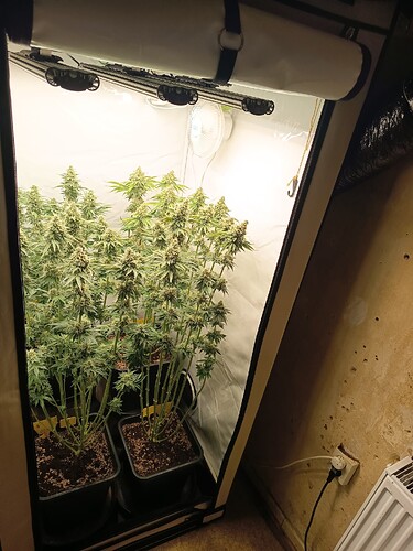 Growreport Bild 32