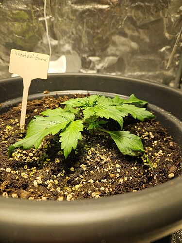Growreport Bild 39