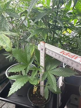 Growreport Bild 17