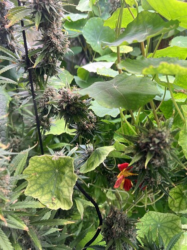 Growreport Bild 29