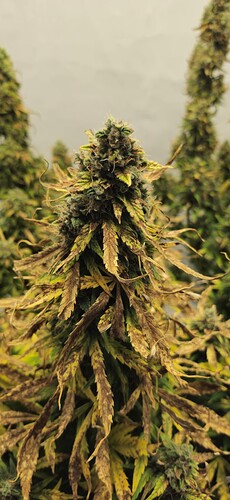 Growreport Bild 20