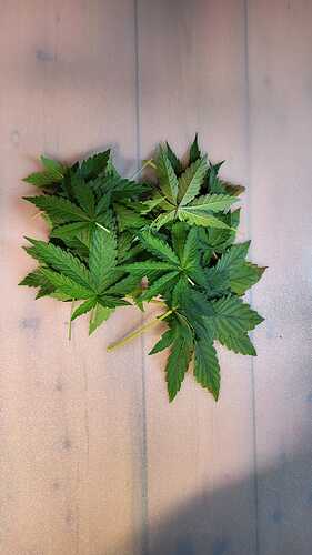 Growreport Bild 15
