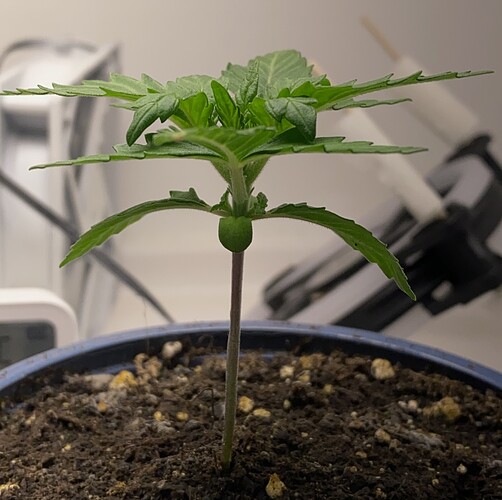 Growreport Bild 33
