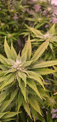 Growreport Bild 11