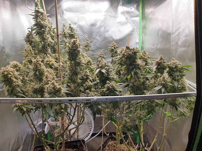 Growreport Bild 4
