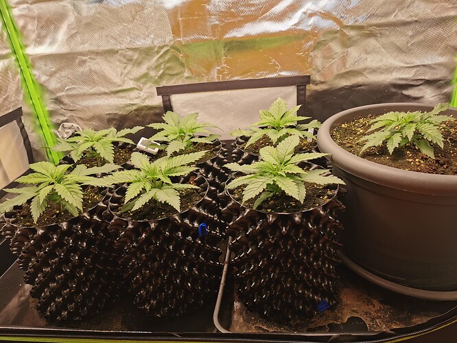 Growreport Bild 2