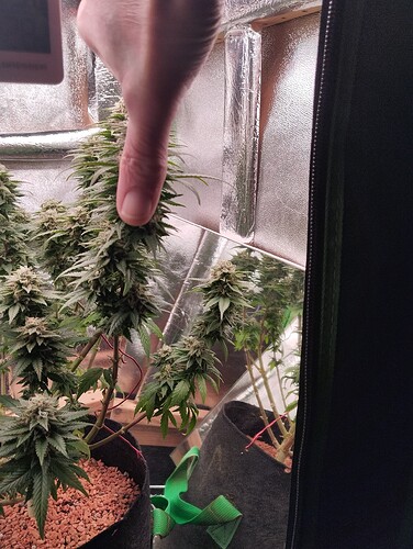 Growreport Bild 13