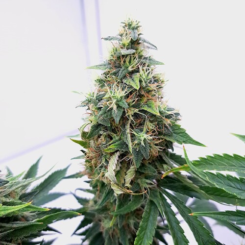 Growreport Bild 26