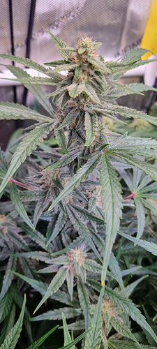 Growreport Bild 26