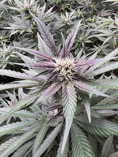 Growreport Bild 20